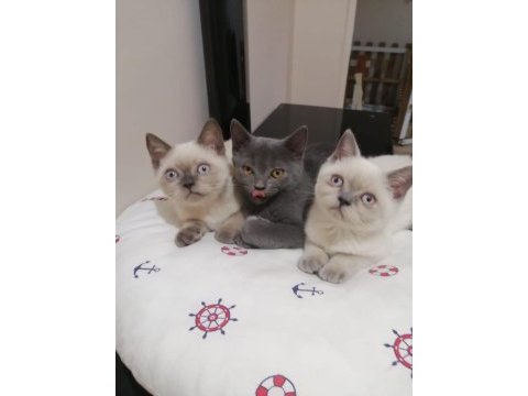 British shorthair iki buçuk aylık yavrular