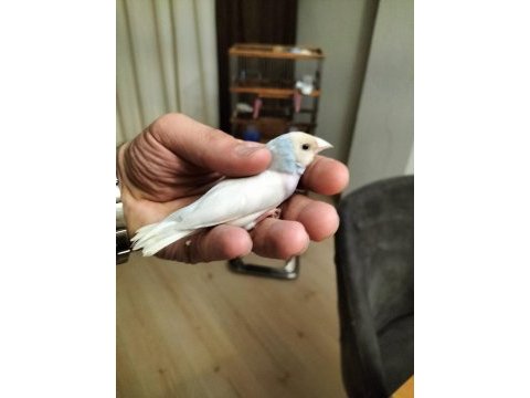 Mavi silver takım hazır ispinoz