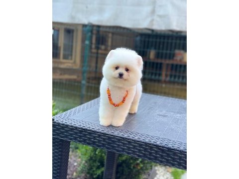 Pamuk şekeri pomeranian boo