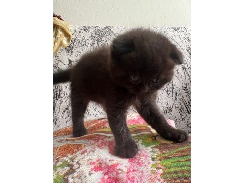 Yavru kedilere sıcacık yuvalar arıyoruz!