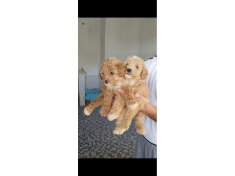 Tüy dökmez koku yapmaz maltipoo