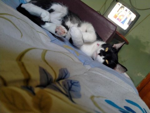 Ücretsiz kedi sahiplendirme
