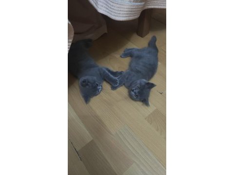 İzmir bucakooptan elden teslim ediyorum kedileri