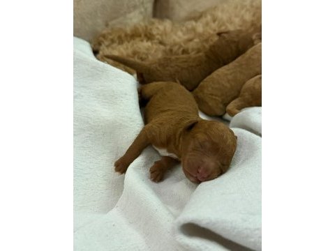 Bursadan 1 aylık toy poodle