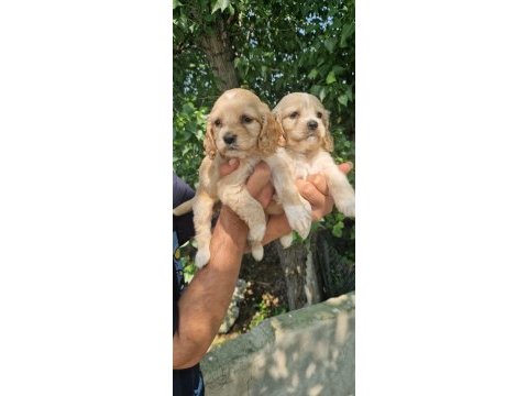 A kalite orjinal cavalier king charles yavrularımız