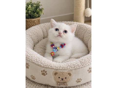 British shorthair beyaz yavru