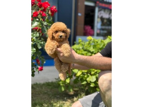 Sevimli toy poodle yavrularımız