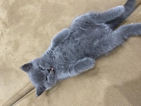 British shorthair
