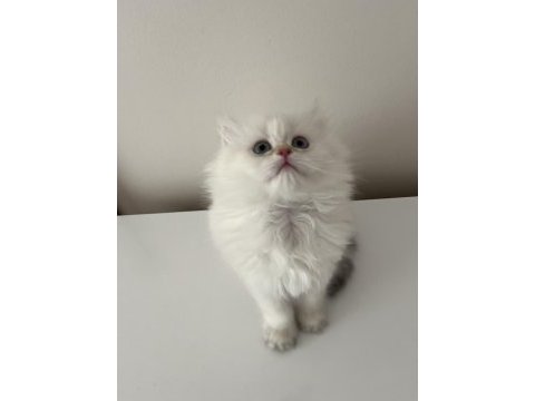 İki buçuk aylık dişi ve erkek yavru british longhair