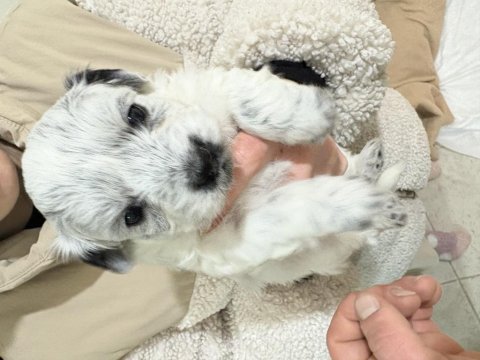 Sahiplendirilecek köpeklerimiz