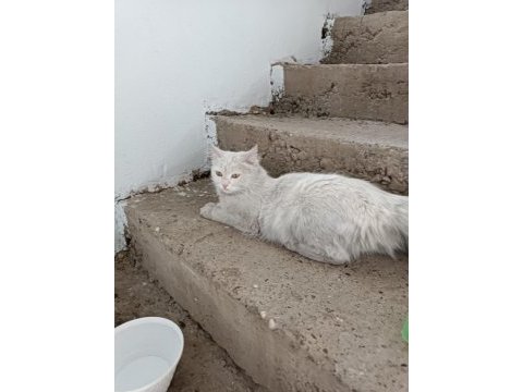 British longhair dişi kedimiz