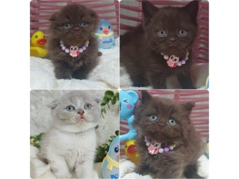 Chocolate longhair ve shorthair kaliteden anlayanlara özel