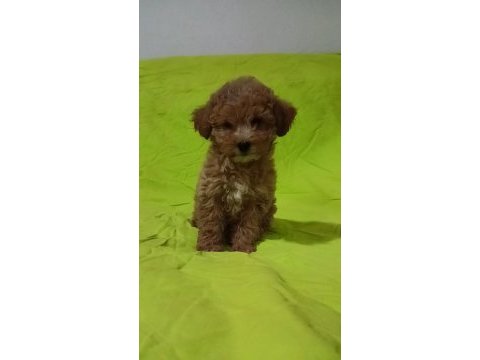 Anne altından orjinal poodle bebekler