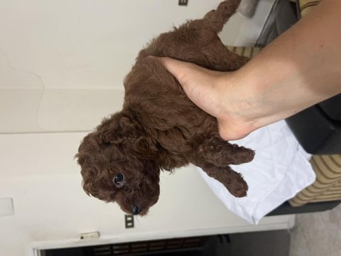 Erkek kalıte poodle yavruları
