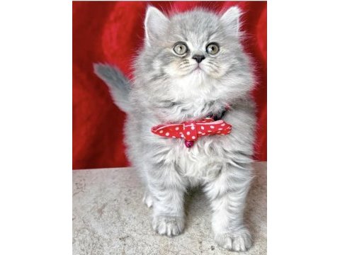 Şecereli 50 gunluk british longhair yavru