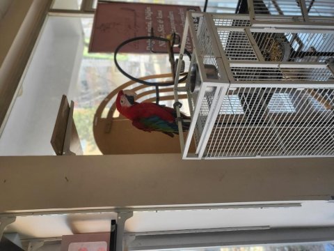 Bebek macaw