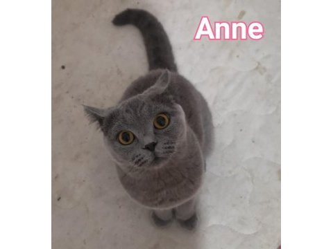 Orijinal british shorthair blue point ve scottish straight