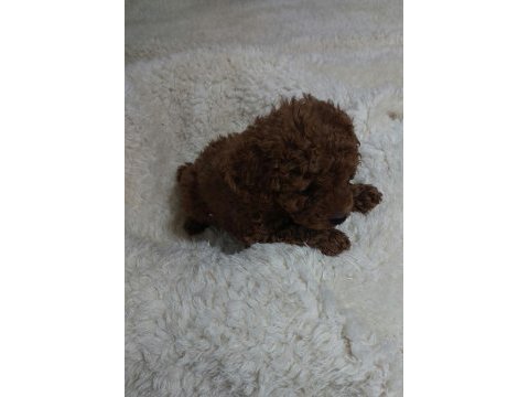 Red brown toy poodle