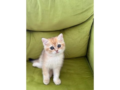 Sağlıklı sevimli british shorthairlar