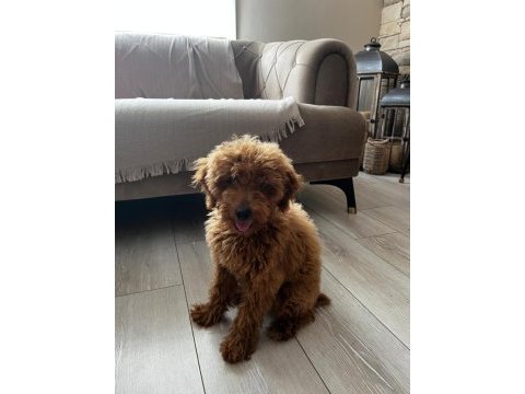 Toy poodle 3 aylık dişi eğitimli