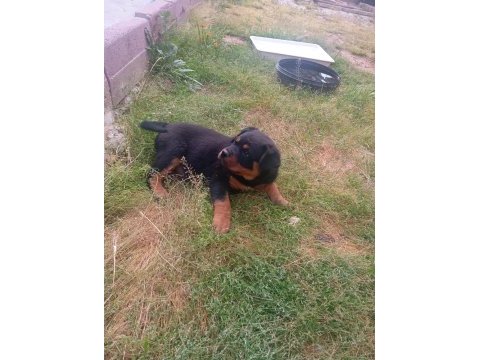 Rottweiler bebek