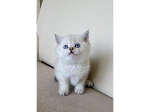 Tatlı mı tatlı british shorthair yavrular