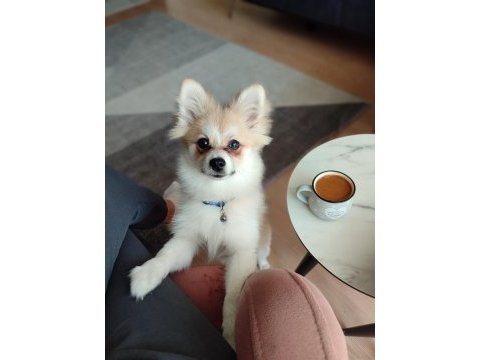 Pomeranian spitz köpeği