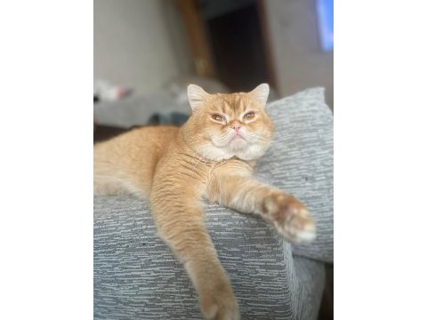 Kedimi sahiplendirmek istiyorum