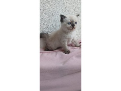 İran kedisi miniklerimiz ailelerini bekliyor