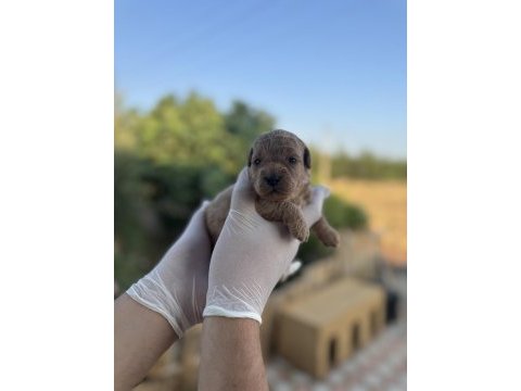 Rezerveye açık 3 erkek toy poodle