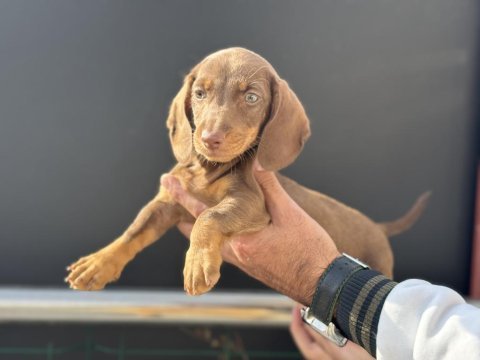 Ankarada ziyarete açık dachshund yavrumuz