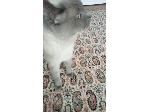 Blue point erkek 7 aylık british longhair