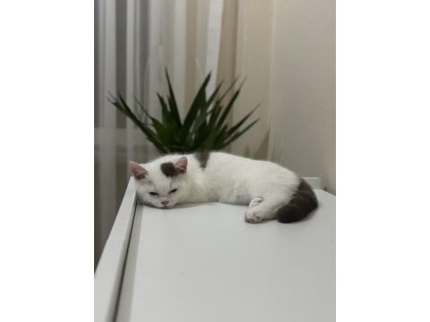 Cinnamon harlyquin nadir british