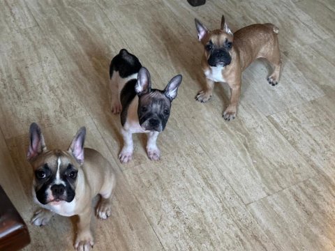 4 aylık kaliteli ve sağlıklı french bulldog