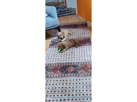 Eğitimli toy poodle