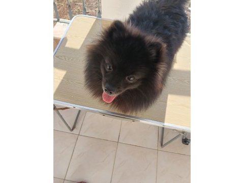 Pomeranian 8 aylık aşıları yapıldı erkek
