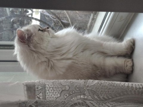 11 aylık british longhair mavi göz