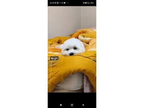 Maltese terrier kızımı sahiplendiriyorum