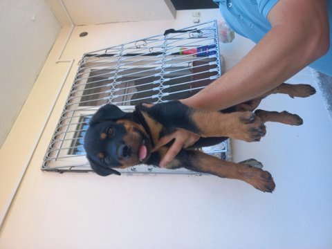 Koca kafa macar rottweiler yavrusu