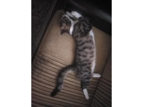 8 aylık tekir kedi yakışıklımız