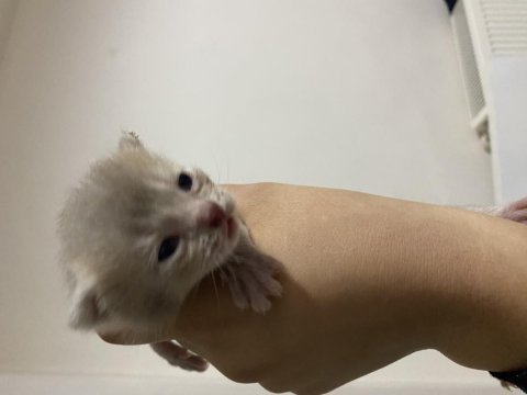 Rezerveye açık scottish fold yavrular