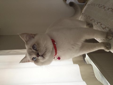 8 aylık erkek british longhair
