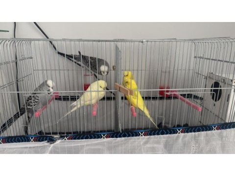 Jumbo takım muhabbet kuşlar