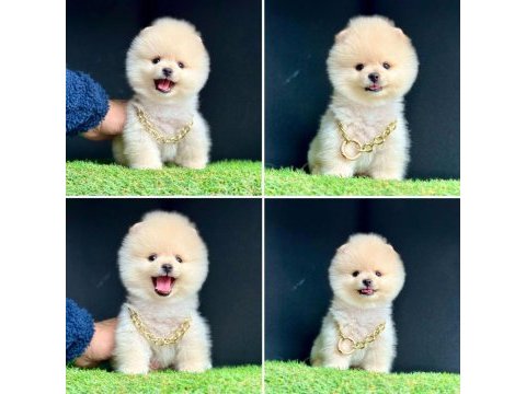 Güzeller güzeli pomeranian yavrularımız