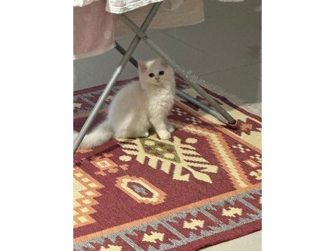 Dişi british longhair