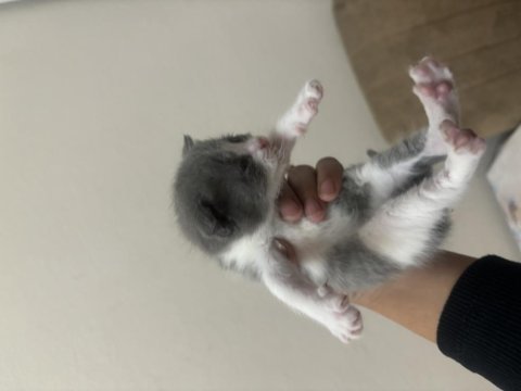 British shorthair minnoşlar