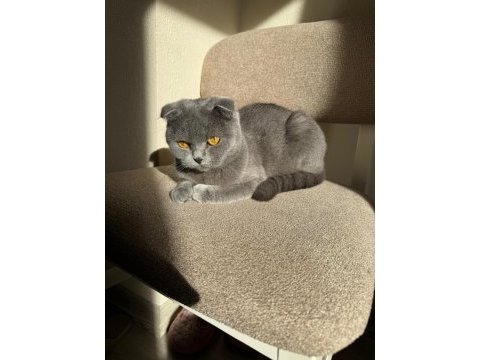 Ücretsiz sahiplendirme scottish fold kedimiz