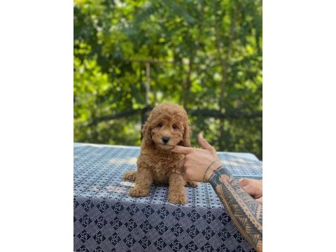 En micro poodle en özeli benim olsun isteyenlere