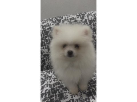 Pomeranian boo a kalite wc eğitimi var