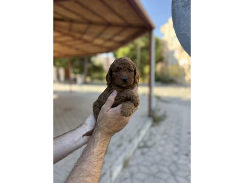 Kore red brown poodle